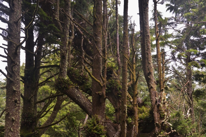 old growth trees on Cape Lookout